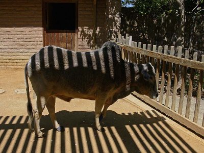 Striped Zebu