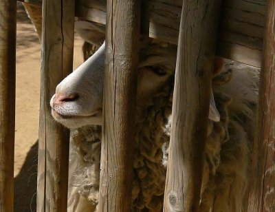 Sheep Nose
