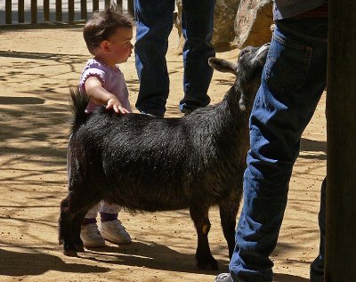 Petting the Goat