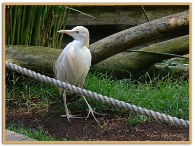 Cattle Egret at the Rope