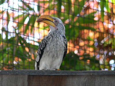 African Yellow Hornbill