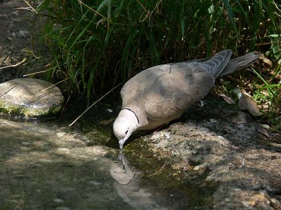 Dove Reflected