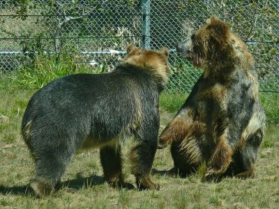 Teddy Bear Sit