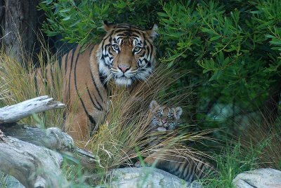Tiger Cubs - born March 08