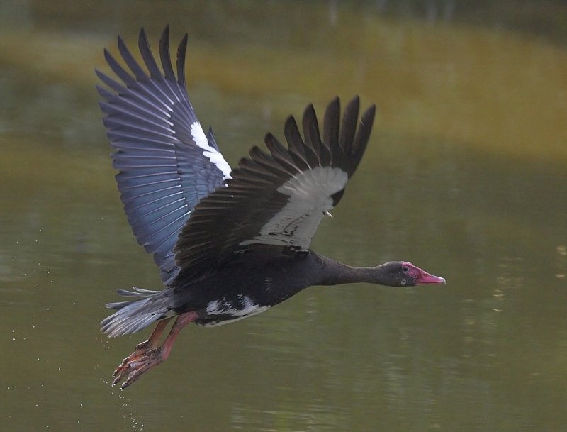 Spur-wing goose