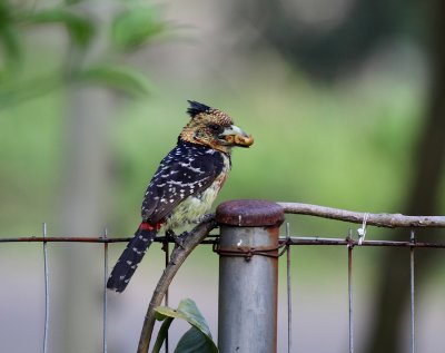 Crested Barbet