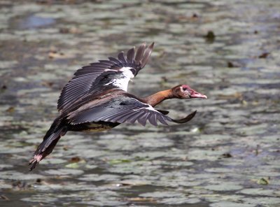 Spur-wing Goose