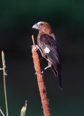 Thick-billed Weaver