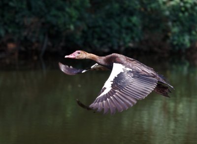 Spur-wing Goose