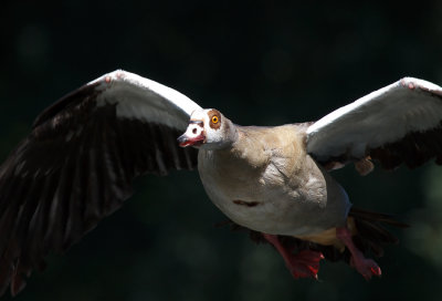 Egyptian Goose