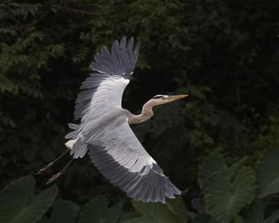 Grey Heron