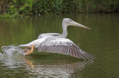 Low flying pelican...