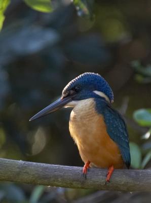 Half-collared Kingfisher