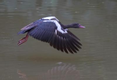 Spur-wing goose