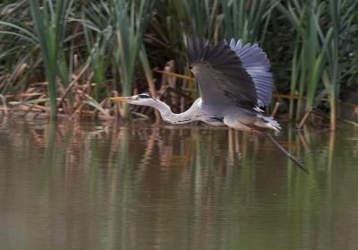 Grey Heron