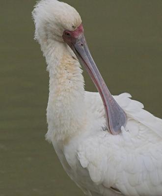 Spoonbill