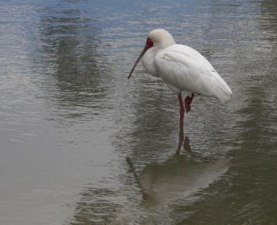 Spoonbill