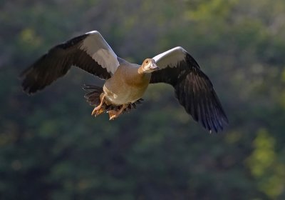 Juvenile Egyptian Goose