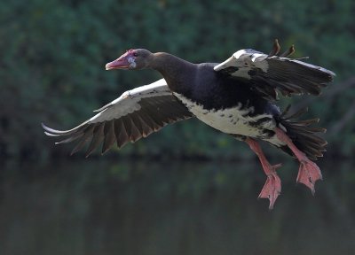 Spur-wing goose