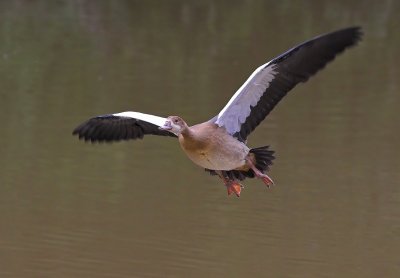 Juvenile Egyptian Goose