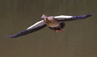 Juvenile Egyptian Goose