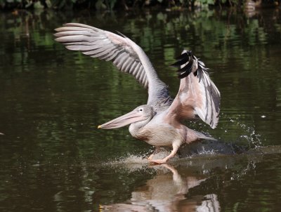 Pink-backed Pelican