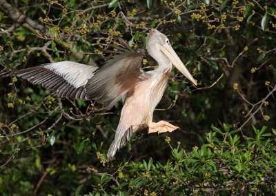 Pink-backed Pelican