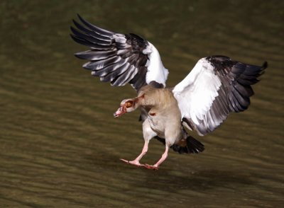 Egyptian Goose