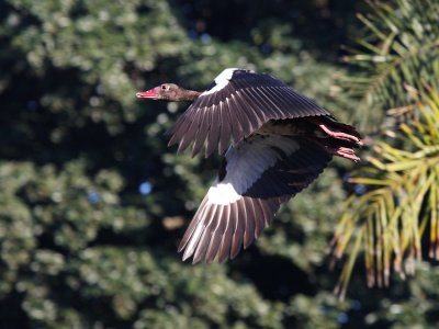 Spur-wing Goose