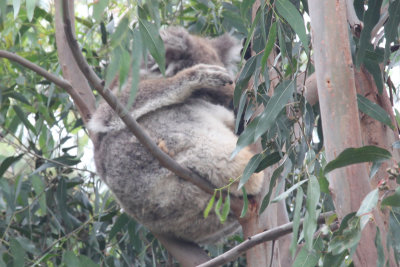 Camera Shy Koala