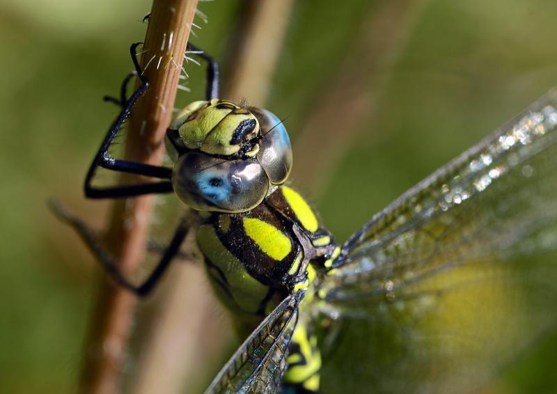 Aeshna Cyanea
