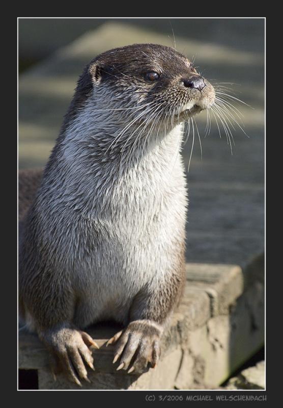 Otter looking forward to the feeding
