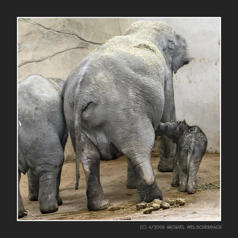 The newly born Elephant drinking from her Mother