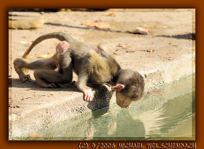 Little Baboon drinking