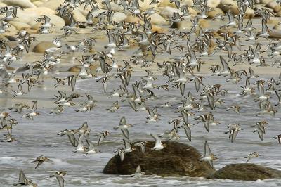 A Flock of Sandpipers at Pte de la Torche, Finistère