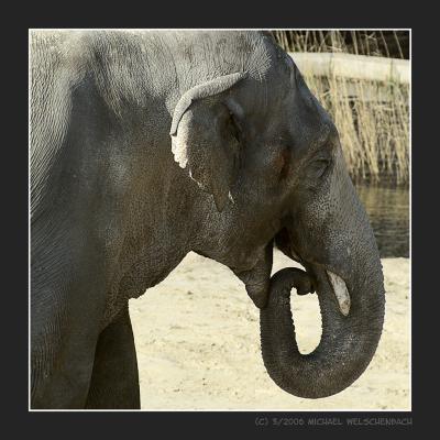 Male Elephant Bindu