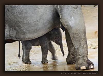 A Glimpse of the newly born Elephant at Cologne Zoo