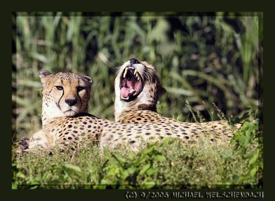 Cheetahs, again