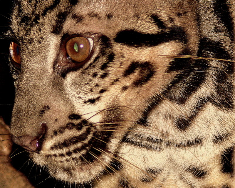 BORNEAN CLOUDED LEOPARD.JPG