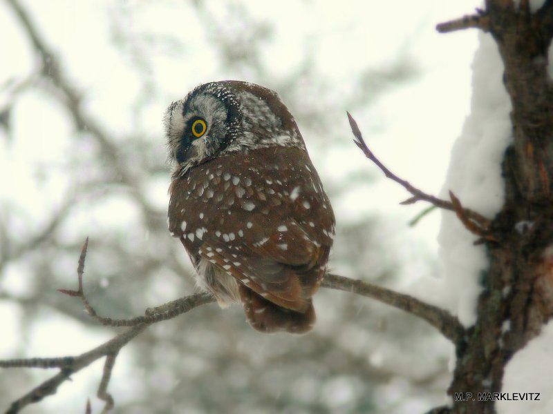 BOREAL OWL.JPG