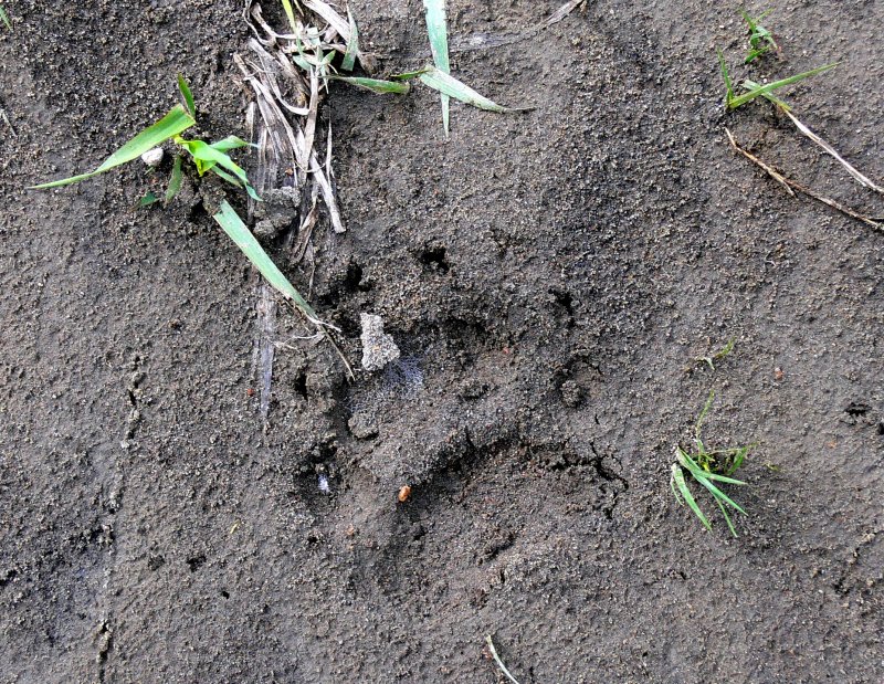YOUNG GRIZZLY TRACK.JPG