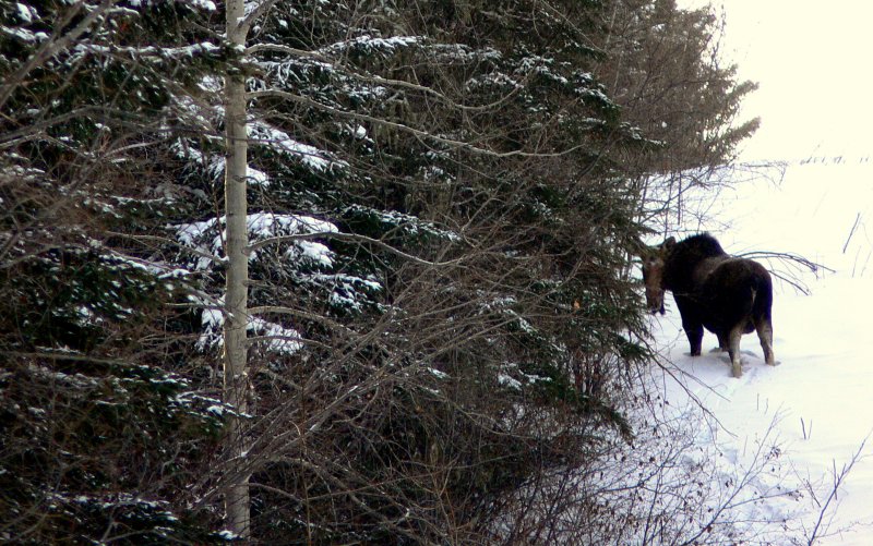 MOOSE IN WINTER.JPG