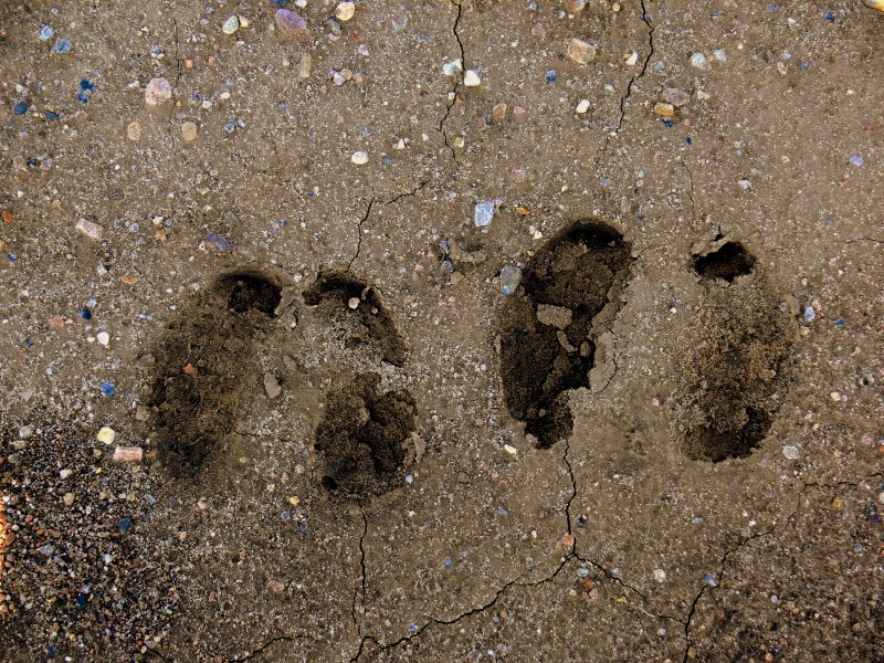 CARIBOU TRACKS.JPG