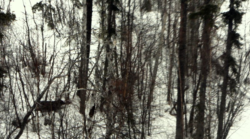 RUNNING WOLF.JPG