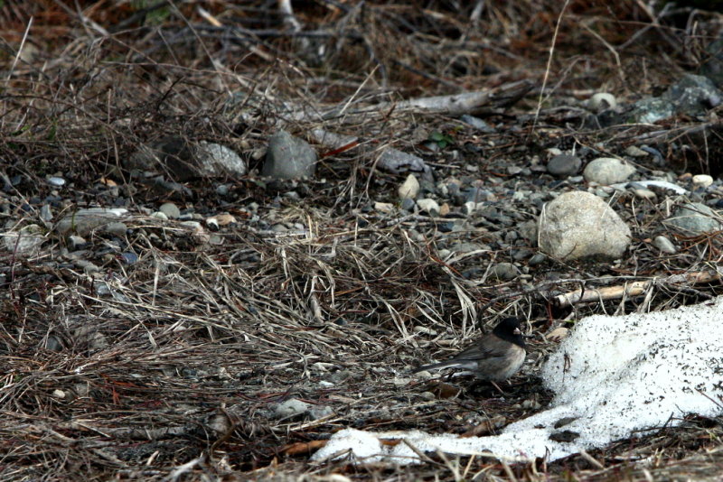 OREGON JUNCO.JPG