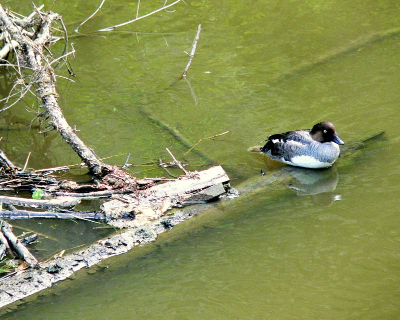 GOLDENEYE HEN.JPG
