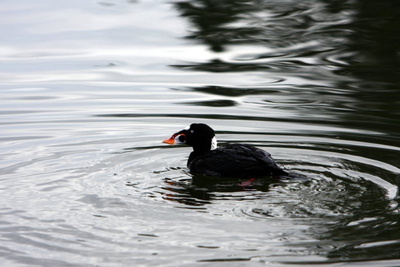 SCOTER PROFILE.JPG