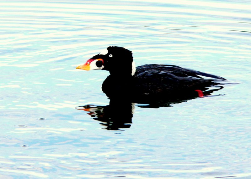 SCOTER REFLECTION.JPG