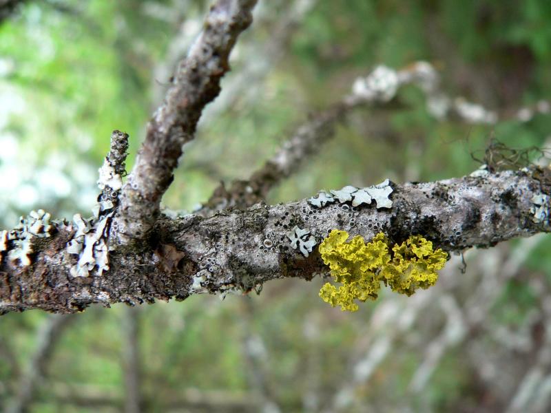 GOLDEN LICHEN.JPG