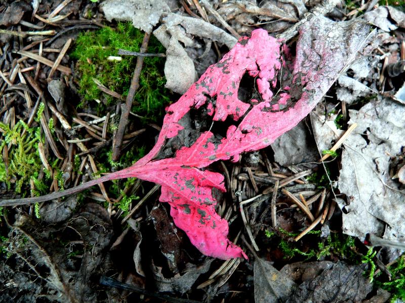 PINK.JPG